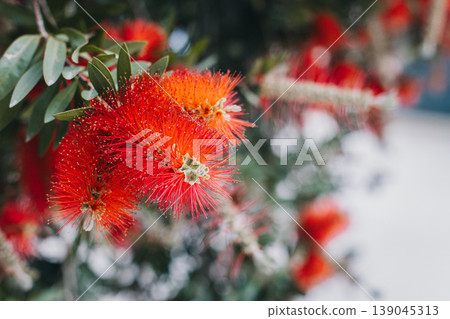 Amazing red flowers of the blooming Callistemon tree in a spring garden. 139045313