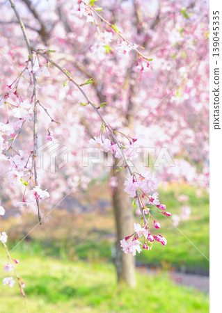 Scenery with cherry blossoms Scenery with cherry blossoms 139045335