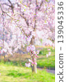櫻花的風景 139045336