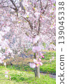 櫻花的風景 139045338