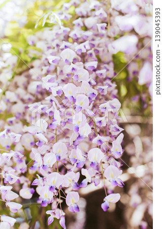 Beautiful flowers of Wisteria in a spring garden on a sunny day. 139045393