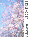 藍天映襯下的垂枝櫻花 139045426