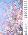 藍天映襯下的垂枝櫻花 139045427