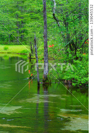長野縣松本市上高地田代池美麗的濕地風光。 139045532