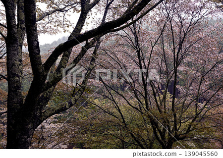 Nara, Yoshino Senbonzakura Nara, Yoshino Senbonzakura 139045560