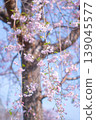 藍天映襯下的垂枝櫻花 139045577