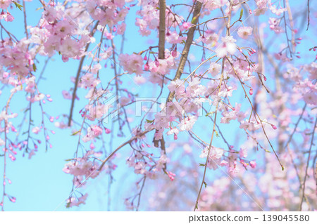 藍天映襯下的垂枝櫻花 139045580