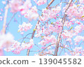 藍天映襯下的垂枝櫻花 139045582