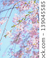 Weeping cherry blossoms that shine against the blue sky 139045585