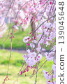 Weeping cherry blossoms stand out against the green of the lawn. 139045648