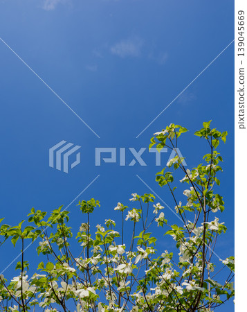 Blue sky and dogwood branches; vertical composition, prioritizing copy space. Blue sky and dogwood branches; vertical composition, prioritizing copy space. 139045669