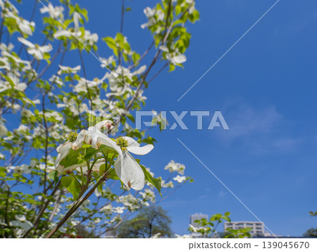 Dogwood blossoms and city buildings: A spring landscape with a blue sky and ample open space. Dogwood blossoms and city buildings: A spring landscape with a blue sky and ample open space. 139045670