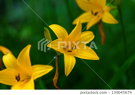 Daylilies blooming in Kamikochi: A beautiful natural landscape of yellow flowers. 139045674