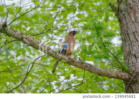 在上高地發現了一隻歐亞松鴉；這隻野生鳥類棲息在鬱鬱蔥蔥的森林中。 139045681