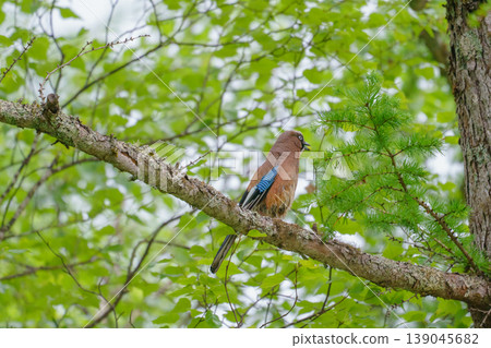 在上高地發現了一隻歐亞松鴉;這隻野生鳥類棲息在鬱鬱蔥蔥的森林中。 在上高地發現了一隻歐亞松鴉;這隻野生鳥類棲息在鬱鬱蔥蔥的森林中。 139045682