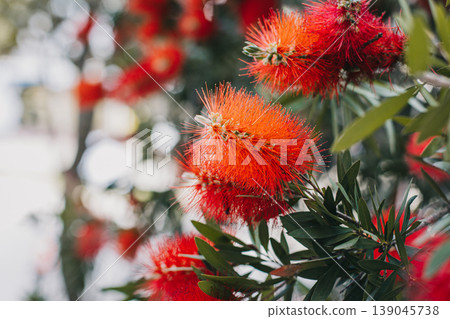 Amazing red flowers of the blooming Callistemon tree in a spring garden. 139045738