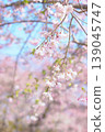 Weeping cherry blossoms that shine against the blue sky 139045747