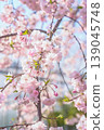 Weeping cherry blossoms that shine against the blue sky 139045748