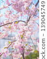 Weeping cherry blossoms that shine against the blue sky 139045749