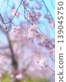 Weeping cherry blossoms that shine against the blue sky 139045750