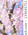 Weeping cherry blossoms that shine against the blue sky 139045751