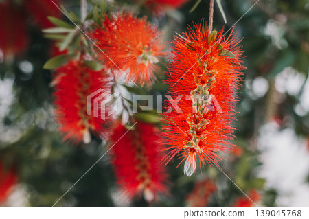 Amazing red flowers of the blooming Callistemon tree in a spring garden. 139045768