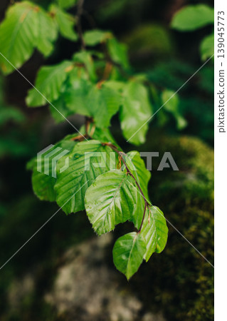 Branches with fresh green leaves in a forest after the rain. Branches with fresh green leaves in a forest after the rain. 139045773