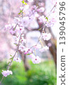 Weeping cherry blossoms stand out against the greenery of the park. 139045796
