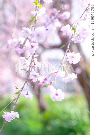 垂枝櫻花在公園綠樹的襯托下顯得格外美麗。 垂枝櫻花在公園綠樹的襯托下顯得格外美麗。 139045796