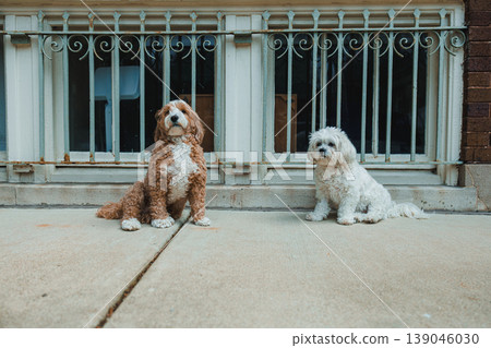 Two small dogs sit on a concrete sidewalk near a building with iron railings while looking around during the day Two small dogs sit on a concrete sidewalk near a building with iron railings while looking around during the day 139046030