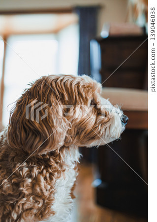 Mix breed dog sits quietly indoors by a window with soft light shining through at a home in the morning Mix breed dog sits quietly indoors by a window with soft light shining through at a home in the morning 139046038