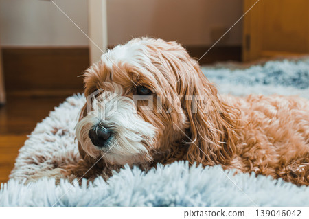 Mix of Toy Poodle and Havanese dog lying on soft rug indoors while looking calmly around the room in the afternoon light Mix of Toy Poodle and Havanese dog lying on soft rug indoors while looking calmly around the room in the afternoon light 139046042