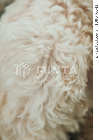 Mix breed dog curls are visible in close view during outdoor playtime on a sunny afternoon in a quiet garden setting Mix breed dog curls are visible in close view during outdoor playtime on a sunny afternoon in a quiet garden setting 139046043