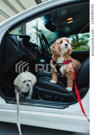 Two mixed breed dogs wait in a parked car for their owner on a sunny day in the neighborhood Two mixed breed dogs wait in a parked car for their owner on a sunny day in the neighborhood 139046048