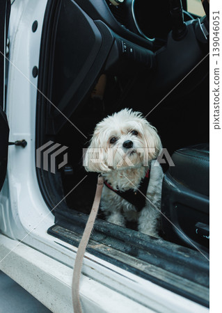 Dog of Bichon Frise and Shih Tzu breed mix is sitting in a car waiting for a ride on a sunny day Dog of Bichon Frise and Shih Tzu breed mix is sitting in a car waiting for a ride on a sunny day 139046051