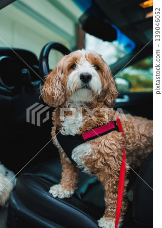 Dog mix of Toy Poodle and Havanese sits inside a car while wearing a harness with a leash attached on a sunny day in a parking area Dog mix of Toy Poodle and Havanese sits inside a car while wearing a harness with a leash attached on a sunny day in a parking area 139046052