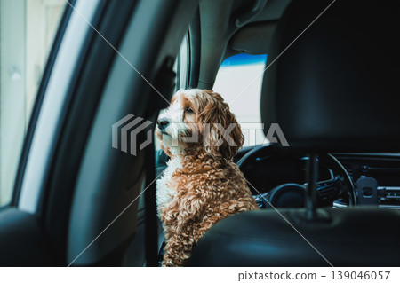 Dog waits in car during a trip on a sunny day, looking outside with curiosity and interest Dog waits in car during a trip on a sunny day, looking outside with curiosity and interest 139046057