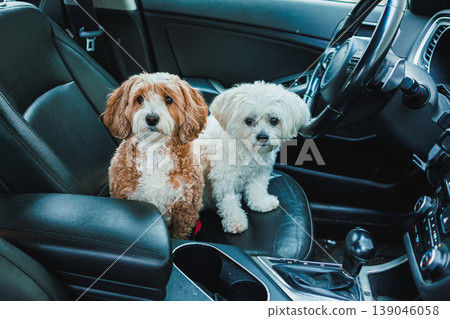 Two small dogs sit together in a car on a sunny day, enjoying the ride while looking curious and playful Two small dogs sit together in a car on a sunny day, enjoying the ride while looking curious and playful 139046058