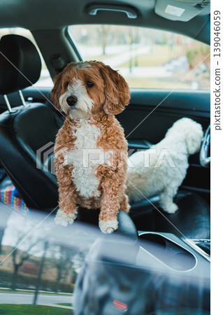 Two dogs sit in a car as they explore their surroundings on a sunny day in a busy neighborhood. One dog stands while the other relaxes Two dogs sit in a car as they explore their surroundings on a sunny day in a busy neighborhood. One dog stands while the other relaxes 139046059