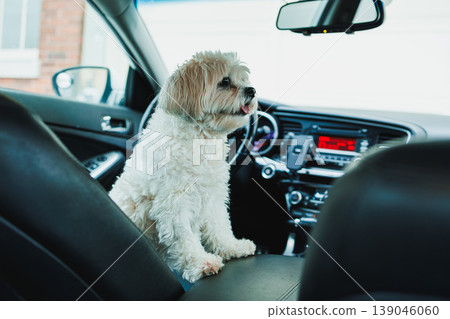 Dog sitting in car with excitement while waiting for adventure at the park on a sunny day in the city, enjoying the view from the front seat Dog sitting in car with excitement while waiting for adventure at the park on a sunny day in the city, enjoying the view from the front seat 139046060