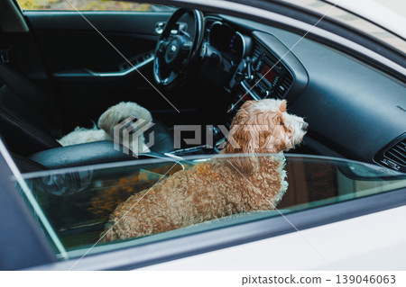 Two small dogs sit inside a car with a focus on the curly-haired mix as the other looks on from the backseat during a sunny day Two small dogs sit inside a car with a focus on the curly-haired mix as the other looks on from the backseat during a sunny day 139046063