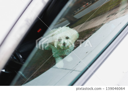 Dog of Bichon Frise and Shih Tzu breed mix looks out from car window on a sunny day while parked near a busy street 139046064