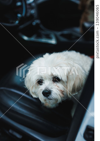 Dog sits in car with a focus on its face and fur, ready for a trip, enjoying the time inside the vehicle 139046065