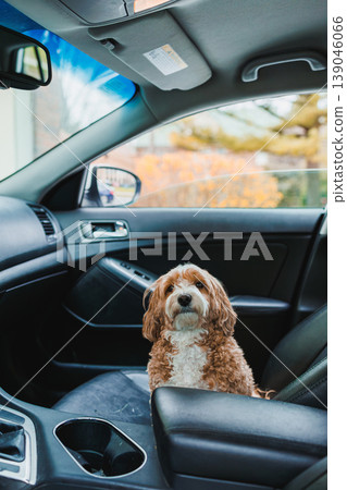 Dog sits in car seat ready for a trip on a sunny day with bright orange trees in background Dog sits in car seat ready for a trip on a sunny day with bright orange trees in background 139046066