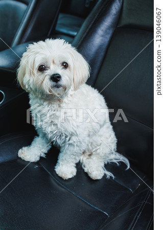 Bichon Frise and Shih Tzu mix dog sits on a car seat looking around with interest while exploring the vehicle on a sunny afternoon Bichon Frise and Shih Tzu mix dog sits on a car seat looking around with interest while exploring the vehicle on a sunny afternoon 139046067
