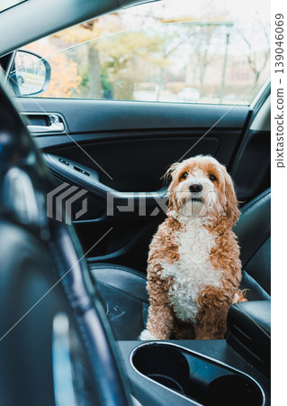 Mix of Toy Poodle and Havanese breed dog sits in the front seat of a car on a bright day observing the surroundings of the parking area Mix of Toy Poodle and Havanese breed dog sits in the front seat of a car on a bright day observing the surroundings of the parking area 139046069
