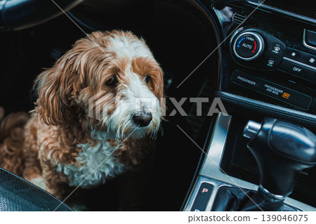 Dog mix sits in car while waiting for owner to finish errands in a busy parking lot during a sunny afternoon 139046075