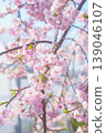 Scenery with cherry blossoms 139046107