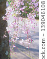鳥下垂的櫻花在公園裡 139046108