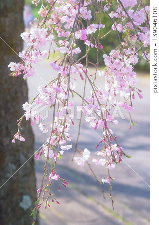 鳥下垂的櫻花在公園裡 139046108